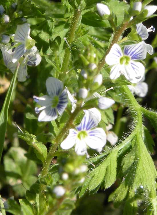 Nelle Valli di Novellara alla ricerca della Viola pumila